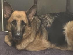 Shelter Stray Female Dog last seen , 1850 W 60th St, Los Angeles, CA 90047, USA