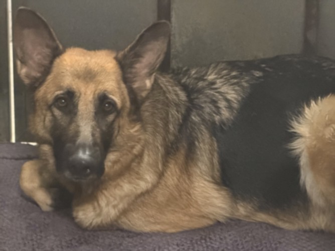 Shelter Stray Female Dog last seen , 1850 W 60th St, Los Angeles, CA 90047, USA