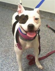Shelter Stray Female Dog last seen CHARLOTTE, 8315 Byrum Dr, Charlotte, NC 28217, USA