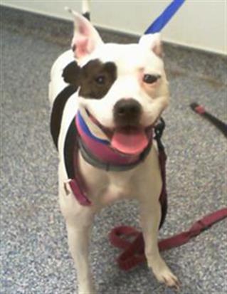 Shelter Stray Female Dog last seen CHARLOTTE, 8315 Byrum Dr, Charlotte, NC 28217, USA