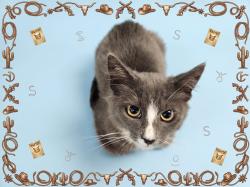 Shelter Stray Male Cat last seen , 1850 W 60th St, Los Angeles, CA 90047, USA
