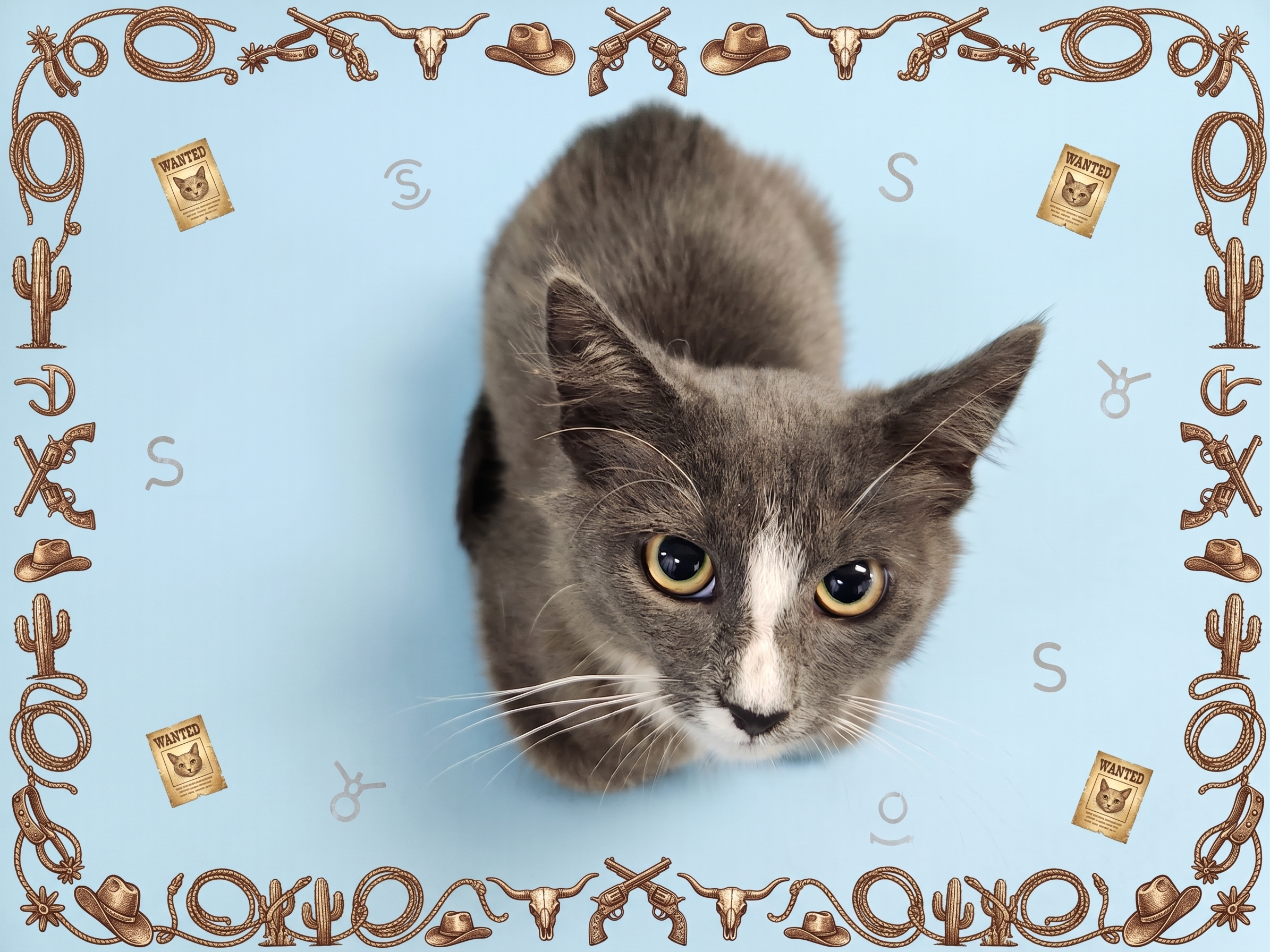 Shelter Stray Male Cat last seen , 1850 W 60th St, Los Angeles, CA 90047, USA