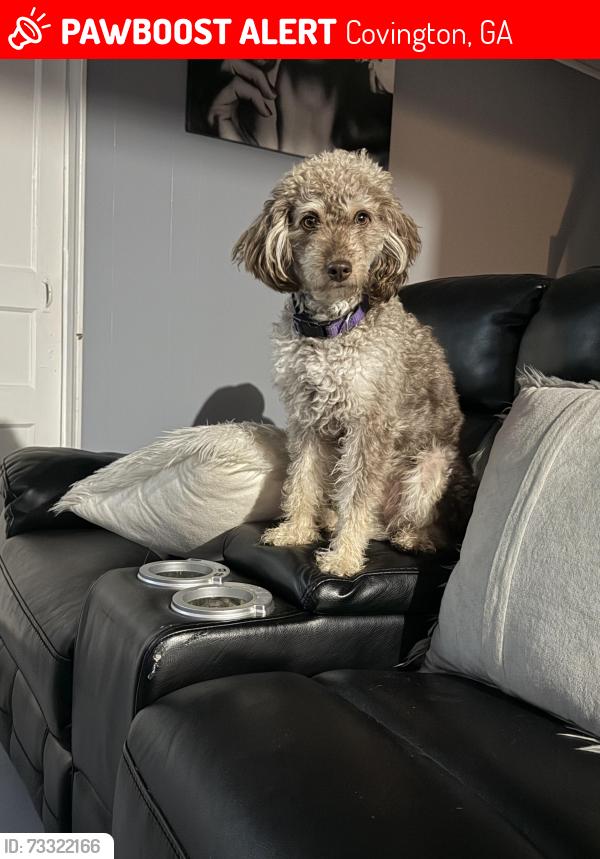 Lost Male Dog last seen Oak Hill Road & Allen Oaks Way, Covington, GA 30016