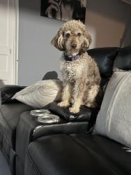 Lost Male Dog last seen Oak Hill Road & Allen Oaks Way, Covington, GA 30016