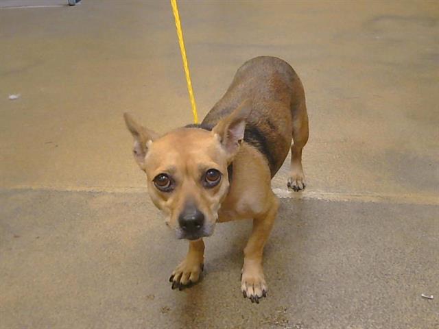 Shelter Stray Female Dog last seen ARDEN WAY/MORSE AVE, SACRAMENTO CA 95825, 3839 Bradshaw Rd, Sacramento, CA 95827, USA