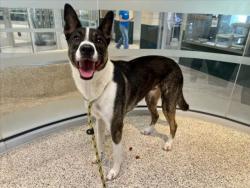 Shelter Stray Male Dog last seen , 3201 Lacy St, Los Angeles, CA 90031, USA
