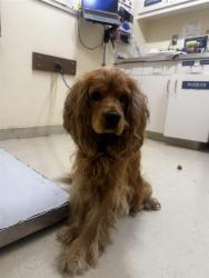 Shelter Stray Male Dog last seen ARDENWOOD ELEMENTARY, 1950 Stevenson Blvd, Fremont, CA 94538, USA