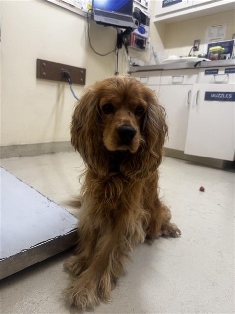 Shelter Stray Male Dog last seen ARDENWOOD ELEMENTARY, 1950 Stevenson Blvd, Fremont, CA 94538, USA