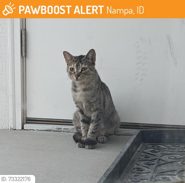Found/Stray Unknown Cat last seen Midland ave /Smith Nampa, Nampa, ID 83651