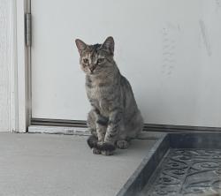 Found/Stray Unknown Cat last seen Midland ave /Smith Nampa, Nampa, ID 83651