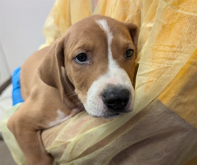 Shelter Stray Male Dog last seen , 4000 N Silverbell Rd, Tucson, AZ 85745, USA