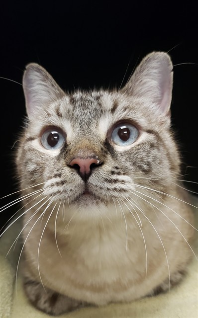 Shelter Stray Male Cat last seen , 4000 N Silverbell Rd, Tucson, AZ 85745, USA