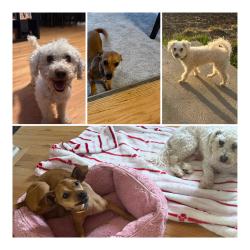 Reunited Male Dog last seen Near Dawson st Aurora co 80011, Aurora, CO 80011