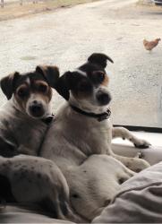 Lost Female Dog last seen San Antonio Rd, Petaluma, CA 94952
