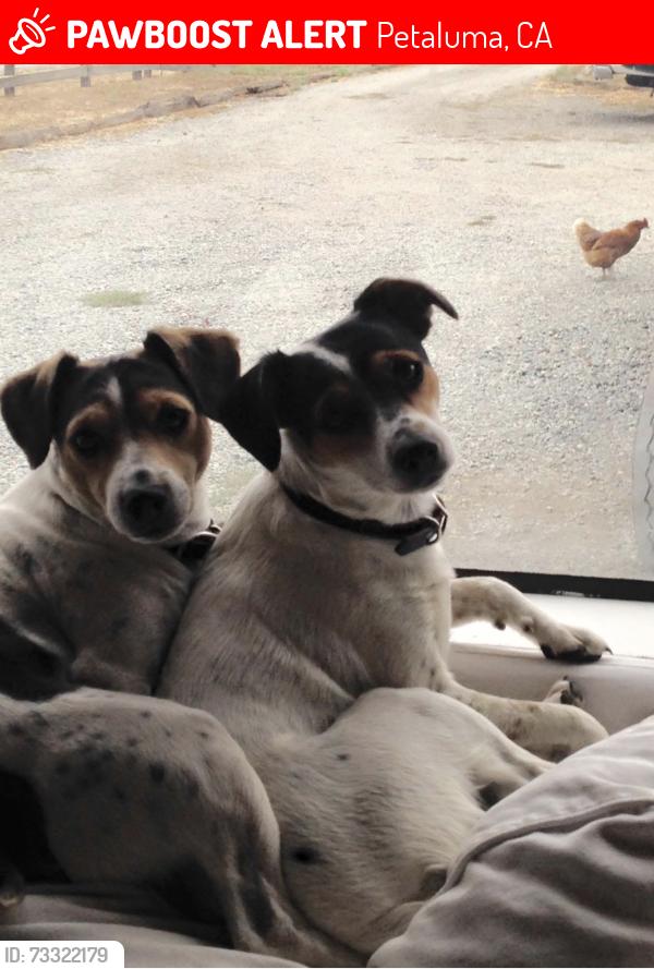 Lost Female Dog last seen San Antonio Rd, Petaluma, CA 94952