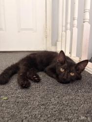 Lost Male Cat last seen 5th and 18th, Okeechobee, FL 34974