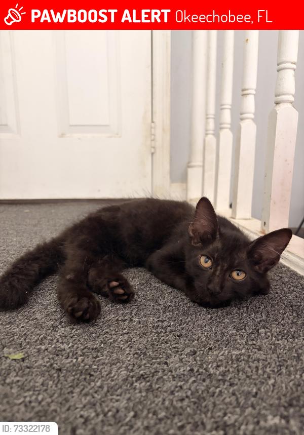 Lost Male Cat last seen 5th and 18th, Okeechobee, FL 34974