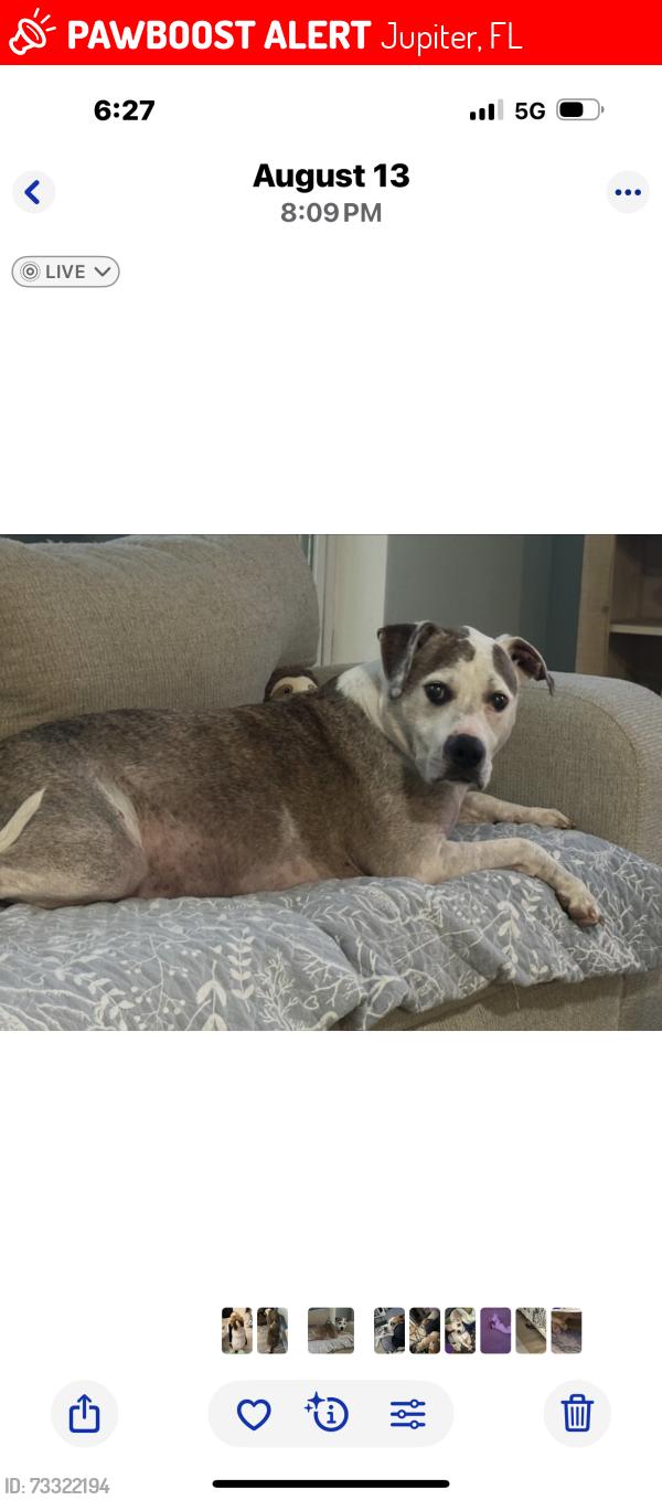 Lost Male Dog last seen Tequesta Drive & North Dovet, Jupiter, FL 33469
