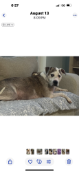 Lost Male Dog last seen Tequesta Drive & North Dovet, Jupiter, FL 33469