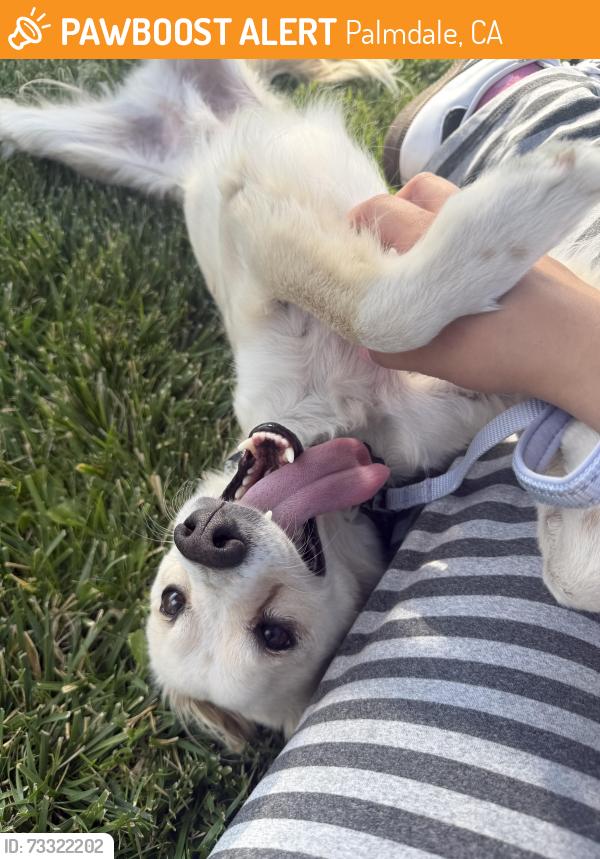 Found/Stray Male Dog last seen 42nd st E Ave R, Palmdale, CA 93552