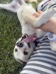 Found/Stray Male Dog last seen 42nd st E Ave R, Palmdale, CA 93552