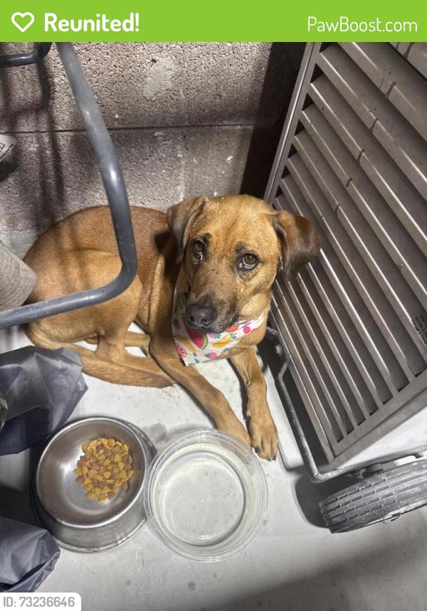 Reunited Female Dog last seen Near S 13th st, Milwaukee, WI 53221