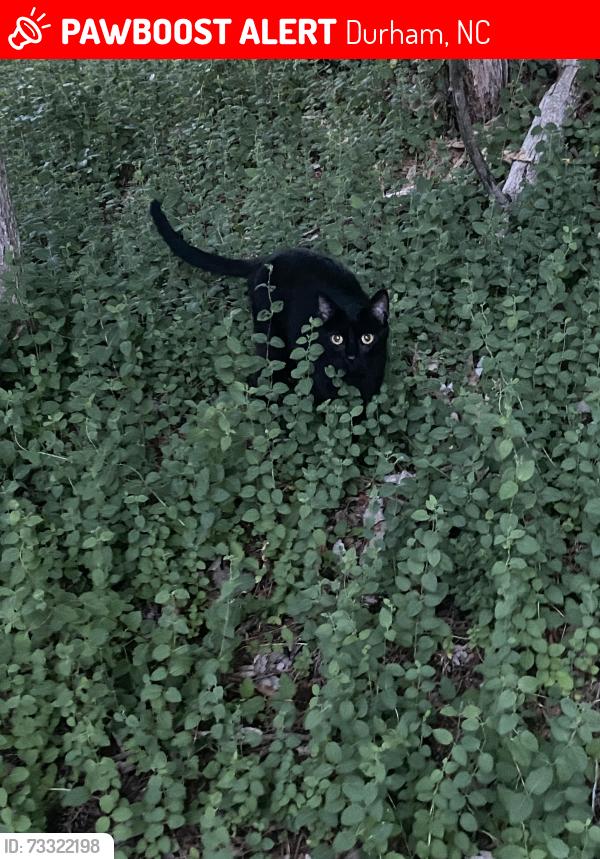 Lost Male Cat last seen Hillsborough rd, Durham, NC 27705