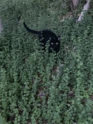 Lost Male Cat last seen Hillsborough rd, Durham, NC 27705