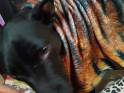 Lost Male Dog last seen Hilltop and fairview, Johnson City, TN 37601