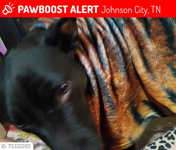 Lost Male Dog last seen Hilltop and fairview, Johnson City, TN 37601
