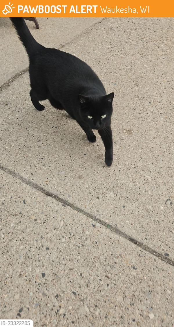 Found/Stray Unknown Cat last seen Glenwall dr and Rushmore dr. Waukesha, Waukesha, WI 53188