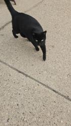 Found/Stray Unknown Cat last seen Glenwall dr and Rushmore dr. Waukesha, Waukesha, WI 53188