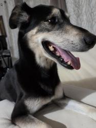 Reunited Male Dog last seen 59th and Raytown Rd, Raytown, MO 64133