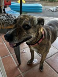Reunited Female Dog last seen Buena creek, Vista, CA 92083