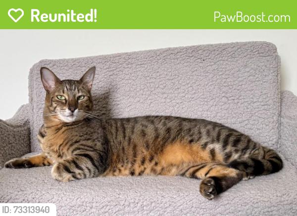 Reunited Female Cat last seen Hawks Perch Way, Wendell, NC, Wendell, NC 27591