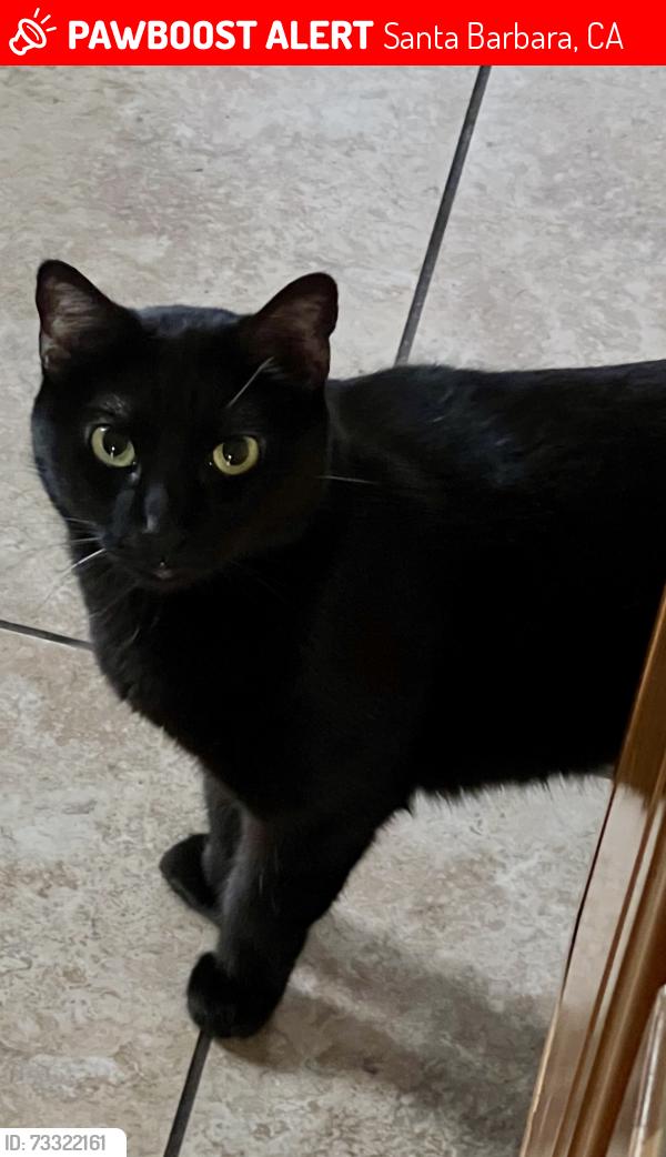 Lost Female Cat last seen Gutierrez and Alisos, Santa Barbara, CA 93103