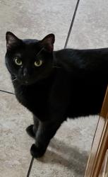Lost Female Cat last seen Gutierrez and Alisos, Santa Barbara, CA 93103