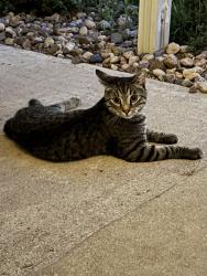 Found/Stray Unknown Cat last seen Shawnee Ave & 13th St, Des Moines, IA 50313