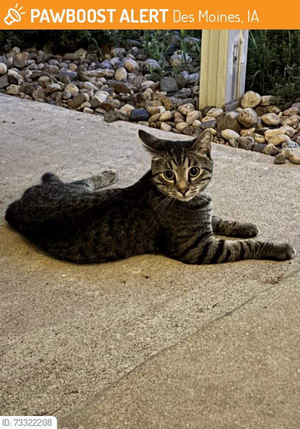Found/Stray Unknown Cat last seen Shawnee Ave & 13th St, Des Moines, IA 50313