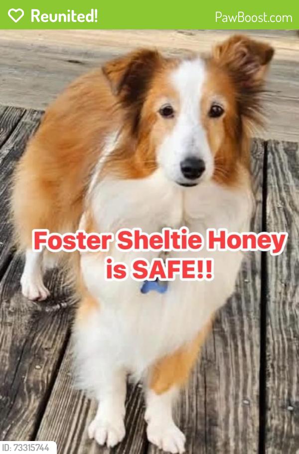 Reunited Female Dog last seen Kentucky Ave & 16th Street, St.Louis Park, MN, St. Louis Park, MN 55426