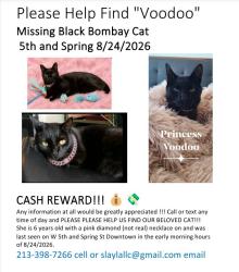 Lost Female Cat last seen Near s spring st, Los Angeles, CA 90013