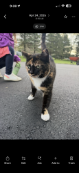 Lost Female Cat last seen Around foreman/cumberland, Lowell, MI 49331