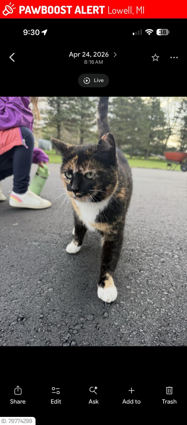 Lost Female Cat last seen Around foreman/cumberland, Lowell, MI 49331