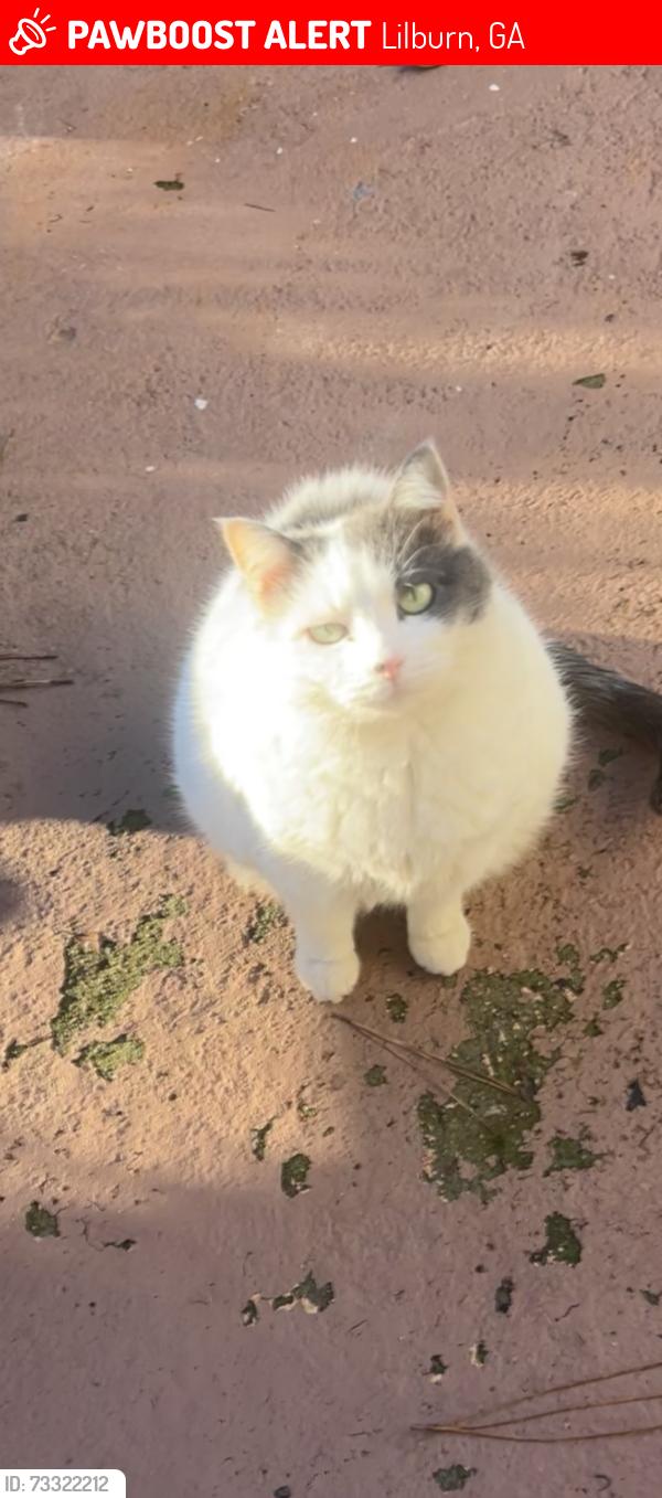 Lost Female Cat last seen Good Shepard church, Lilburn, GA 30047