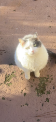 Lost Female Cat last seen Good Shepard church, Lilburn, GA 30047