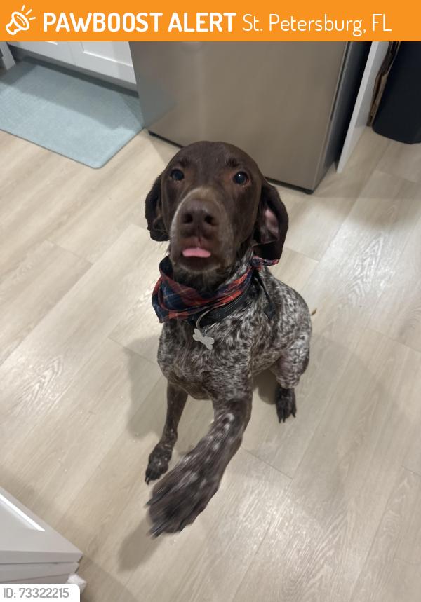 Found/Stray Male Dog last seen Near 18th ave n, St. Petersburg, FL 33704