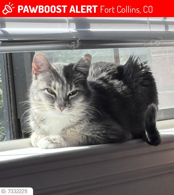 Lost Female Cat last seen Harmony and Lemay, 4470 S Lemay Ave, Fort Collins, CO 80525