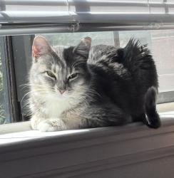Lost Female Cat last seen Harmony and Lemay, 4470 S Lemay Ave, Fort Collins, CO 80525