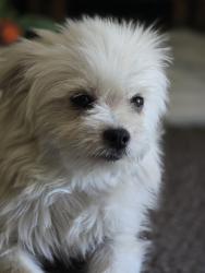 Found/Stray Male Dog last seen Pinole valley rd, Hayward, CA 94545