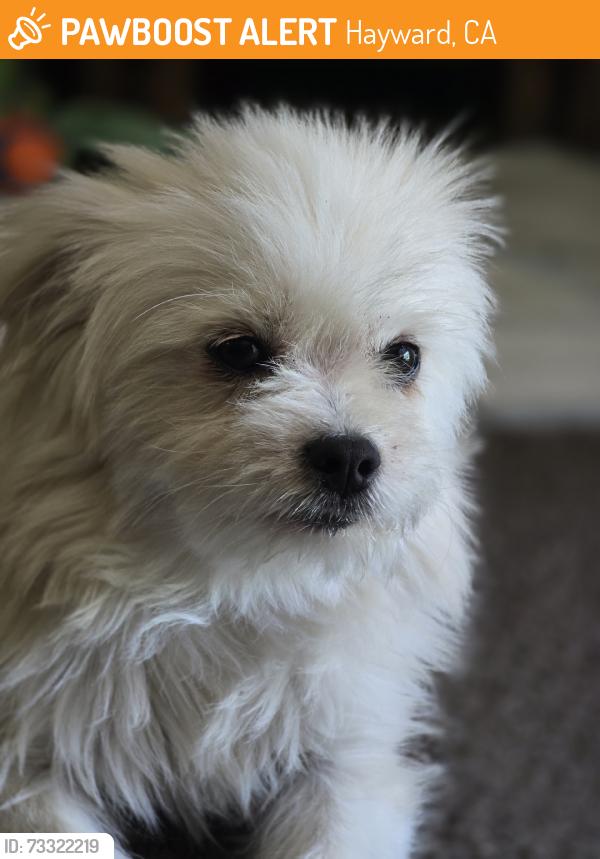 Found/Stray Male Dog last seen Pinole valley rd, Hayward, CA 94545